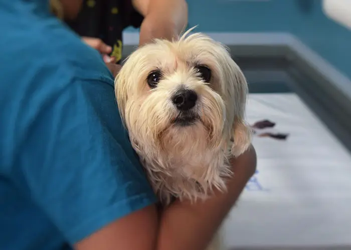 Comprehensive Care for Injured Pets in Aventura, FL