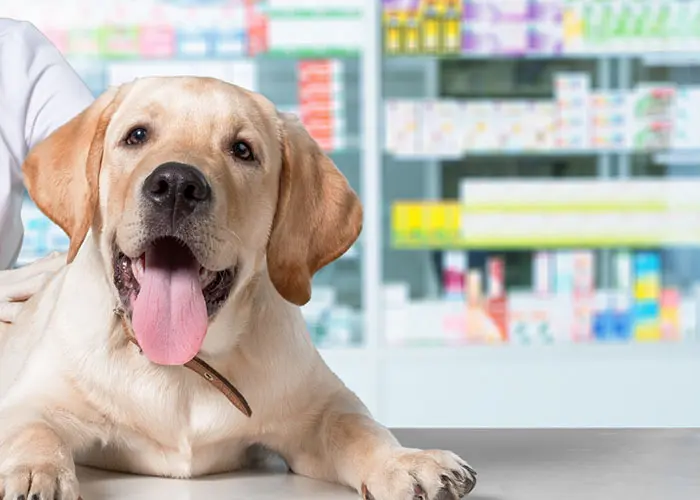 Happy Pets Supported by Veterinarian Compounding in Aventura, FL